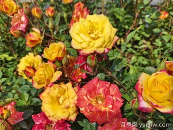 月季养不活！你没有想到的真相