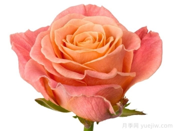 猪猪小姐月季/猪猪女孩