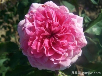 阿布鲁德月季Abrud