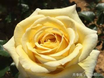 阿巴德月季(黄色)