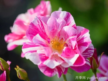 国王的玫瑰月季/王者玫瑰