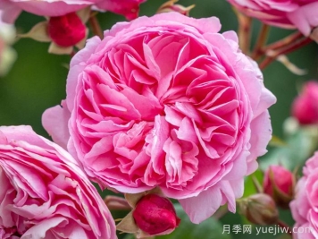 佩内洛普莱夫利月季/佩内洛普莱弗利