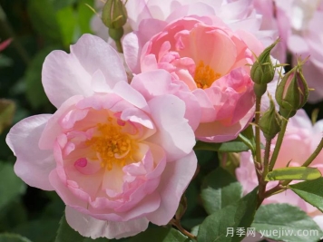 斯卡堡集市月季/斯卡布罗集市月季