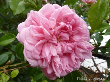 保罗诺埃尔月季/保罗诺尔/保罗圣诞节