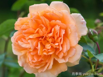 朱迪丹奇夫人月季/朱迪丹奇爵士