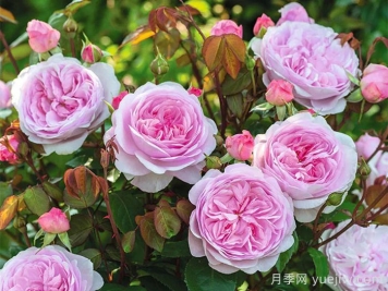 奥利维亚月季/奥利维亚罗斯奥斯汀月季