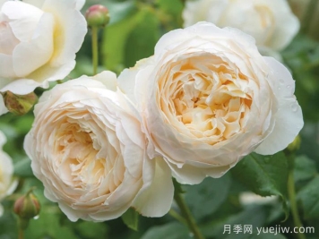 克莱尔奥斯汀月季