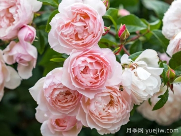 慷慨的园丁月季