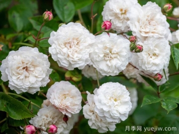 永恒的快乐月季/菲利斯黛佩彼特/幸福与永恒/七姐妹