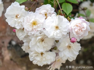 奥尔良花环月季/阿德莱德奥尔良