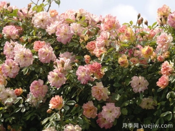 菲利斯彼得月季