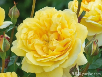 诗人的妻子月季