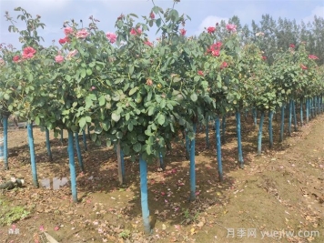 秋季树木移栽需要重点做好的几点