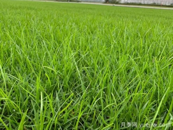 刚铺的草皮一天浇水几次？