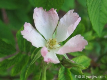 阿迪安蒂佛利亚月季