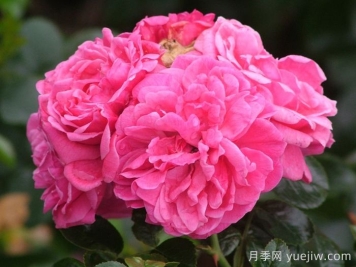 阿利亚月季/阿莱亚