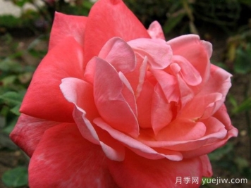 阿里安娜月季/阿丽安娜