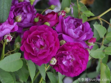 艾凡赫月季/艾芬豪