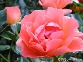 艾琳奥尼尔博士月季