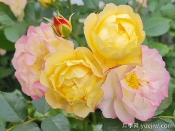 派对人生月季/派对生活