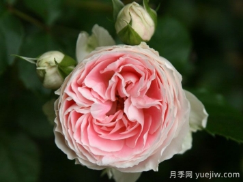 绒球门廊月季/绒球花环/门廊绒球/夏日羊绒