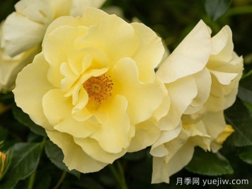 阿什顿沃尔德月季