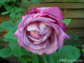 蓝湖月季/蓝色泻湖