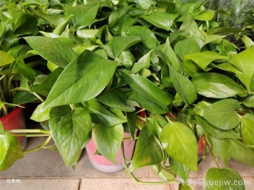 室内观叶植物的冬季养护