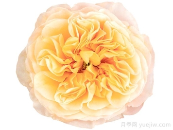 国王十字站月季