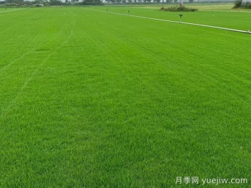 草坪的冬季管理办法