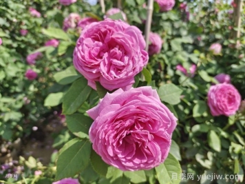 花木城：长沙浏阳国际花木城