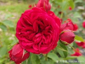 红苹果月季介绍和优缺点