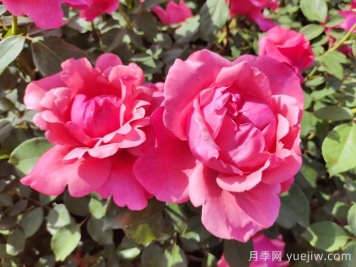 克拉玛依玫瑰市花文化和月季景观