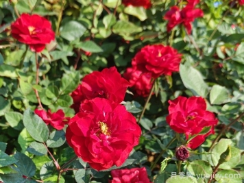 哈密月季应用和月季景观