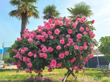 暮秋小阳春，南阳月季又迎来一波盛花期