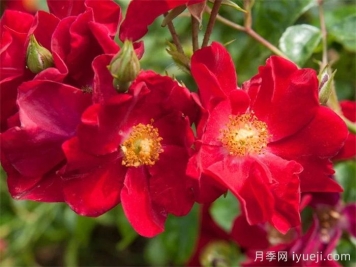 天鹅绒地毯月季/红色地毯月季Flower Carpet Red