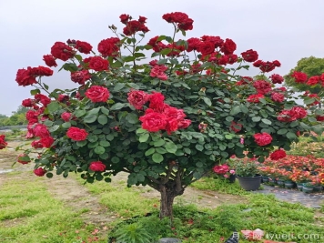 月季花修剪整，打造美丽造型的技巧