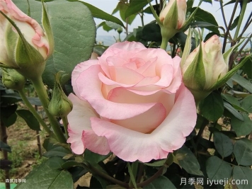 朱米莉亚月季/艾莎月季/爱莎玫瑰Jumilia