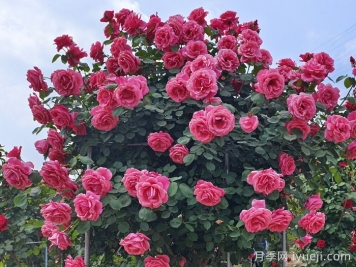 南阳有哪些优势花木和产地？