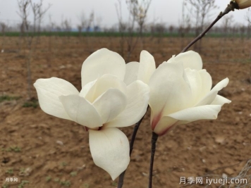 什么是落叶玉兰？白玉兰有哪些特征和习性？