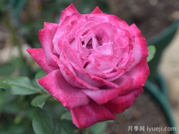 欧月月季的培养环境条件是怎样的呢？