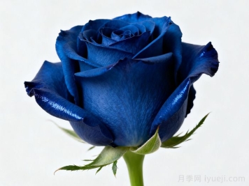 白玫瑰10分钟变蓝色妖姬