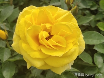 金凤凰月季Golden Scepter