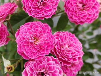 月季育种家：新西兰McGredy Roses(麦格雷迪)