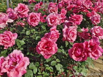 南阳月季为什么这么受欢迎？月季有哪些类别？