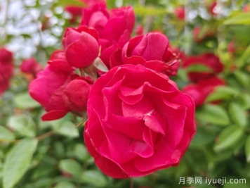 红木香月季/藤本红柯斯特/四季红木香