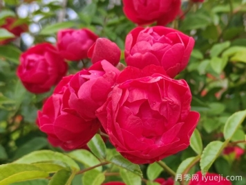 红科斯特变成红木香月季，新名字爆火园林圈