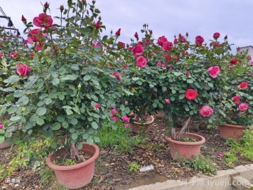 树状月季花盆栽养殖方法