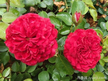 红色达芬奇月季/红达月季Red Leonardo da Vi