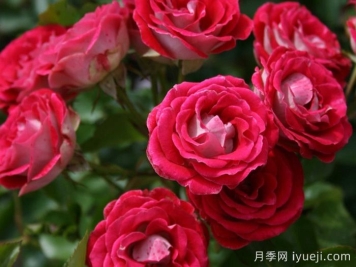 红宝石冰月季/岳之梦Ruby Ice